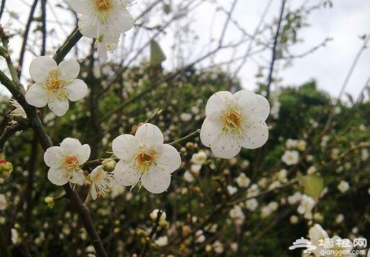 2016广州萝岗香雪梅花节