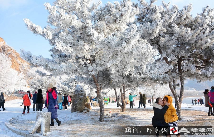 玉树琼花”：松花江畔雾凇美景醉游人[墙根网]