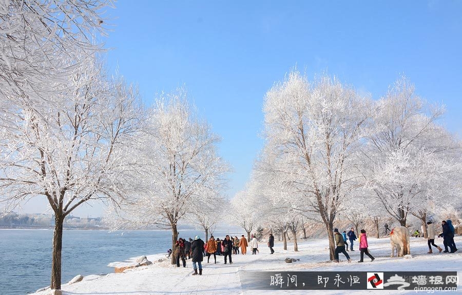 玉树琼花”：松花江畔雾凇美景醉游人[墙根网]
