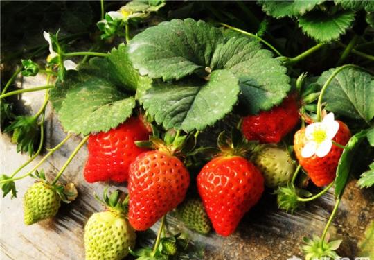 冬季草莓采摘季 乡间采摘甜蜜蜜