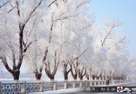 玉树琼花”：松花江畔雾凇美景醉游人