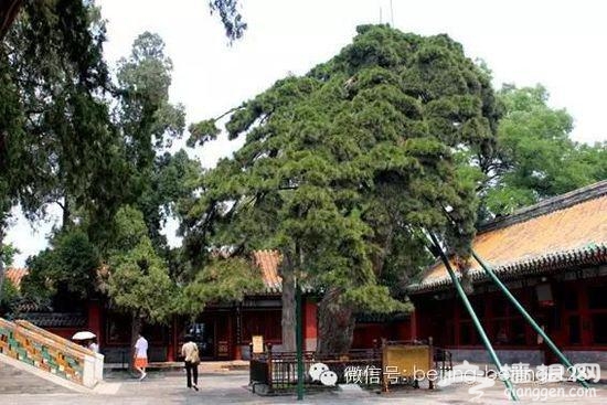 北京城中的15大奇葩异事，您听过几件？[墙根网]