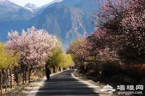 2016全国赏花最强攻略，各地花期可不要错过咯[墙根网]
