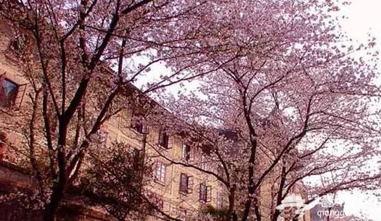 2016全国赏花最强攻略，各地花期可不要错过咯[墙根网]