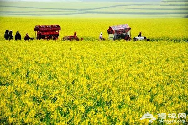 2016全国赏花最强攻略，各地花期可不要错过咯[墙根网]