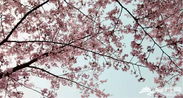 2016全国赏花最强攻略，各地花期可不要错过咯[墙根网]