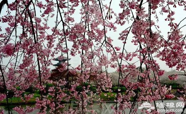 2016全国赏花最强攻略，各地花期可不要错过咯[墙根网]