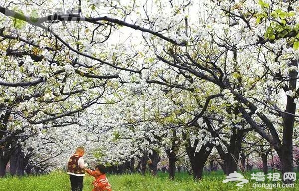2016全国赏花最强攻略，各地花期可不要错过咯[墙根网]