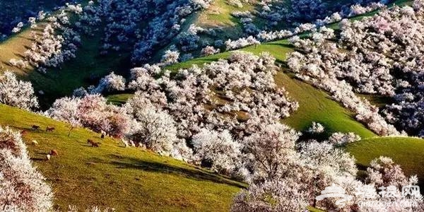2016全国赏花最强攻略，各地花期可不要错过咯[墙根网]