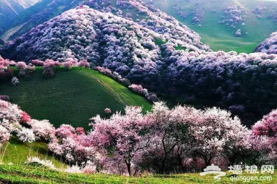 2016全国赏花最强攻略，各地花期可不要错过咯[墙根网]