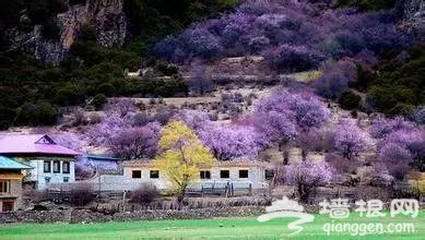 2016全国赏花最强攻略，各地花期可不要错过咯[墙根网]