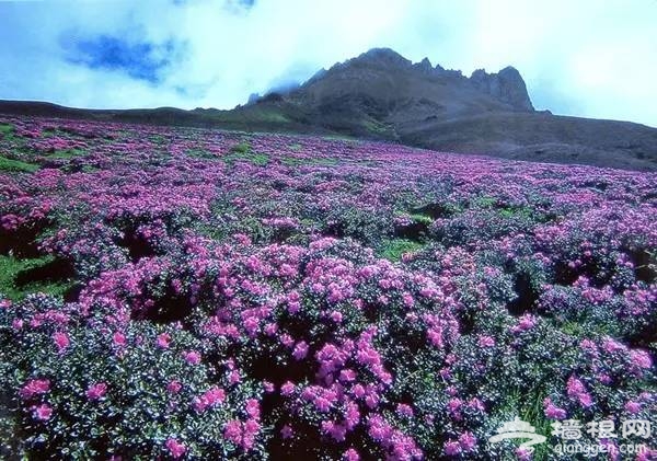 2016全国赏花最强攻略，各地花期可不要错过咯[墙根网]