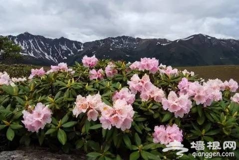 2016全国赏花最强攻略，各地花期可不要错过咯[墙根网]