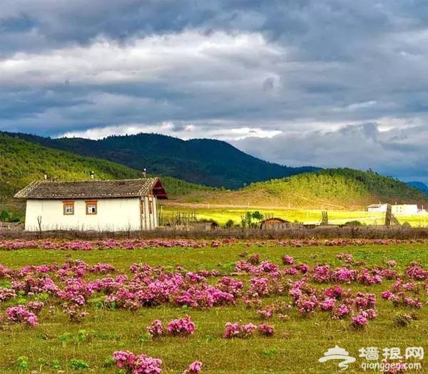 2016全国赏花最强攻略，各地花期可不要错过咯[墙根网]