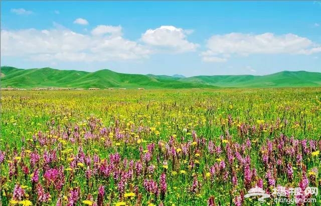 2016全国赏花最强攻略，各地花期可不要错过咯[墙根网]