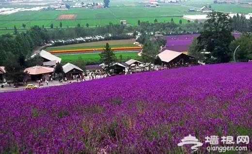 2016全国赏花最强攻略，各地花期可不要错过咯[墙根网]