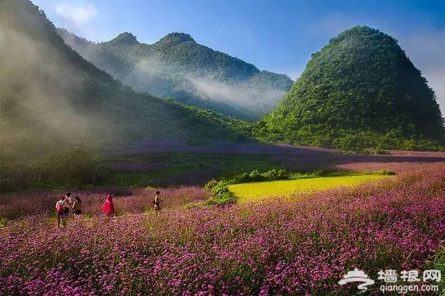 2016全国赏花最强攻略，各地花期可不要错过咯[墙根网]