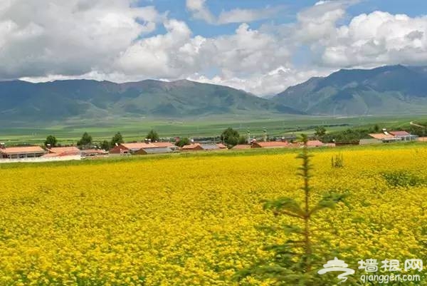2016全国赏花最强攻略，各地花期可不要错过咯[墙根网]