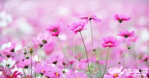 2016全国赏花最强攻略，各地花期可不要错过咯[墙根网]