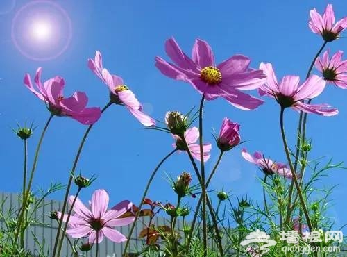 2016全国赏花最强攻略，各地花期可不要错过咯[墙根网]