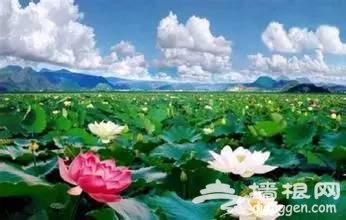 2016全国赏花最强攻略，各地花期可不要错过咯[墙根网]
