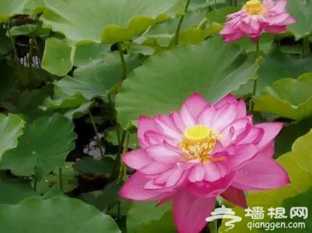 2016全国赏花最强攻略，各地花期可不要错过咯[墙根网]