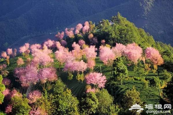 2016全国赏花最强攻略，各地花期可不要错过咯[墙根网]