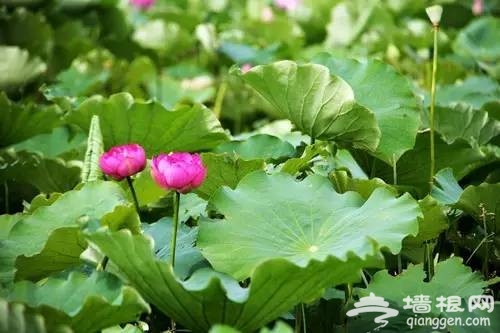 2016全国赏花最强攻略，各地花期可不要错过咯[墙根网]