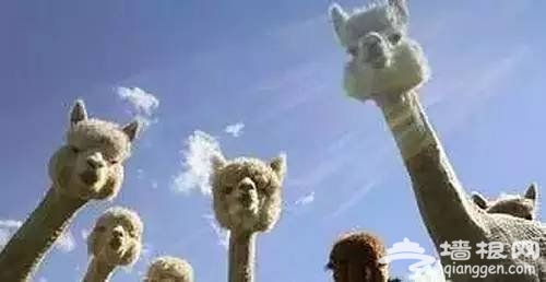 动物园搬迁, 难道北京的回忆要一点点被拆掉吗?[墙根网]
