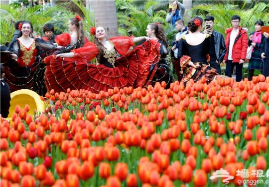 2016天津热带植物园第五届荷兰郁金香文化旅游节开幕