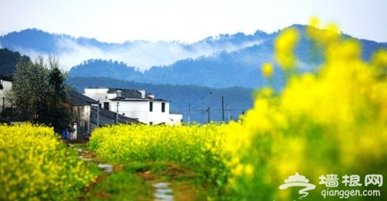婺源油菜花