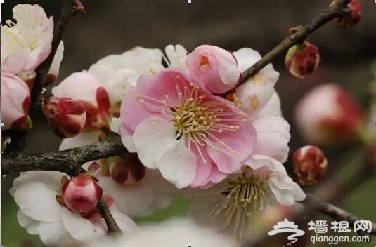 2015上海梅花节赏花攻略