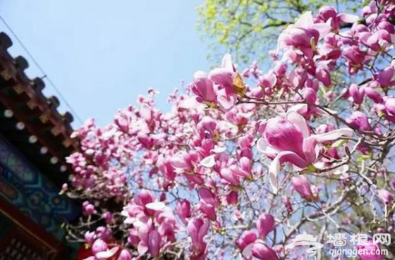 北京开春赏花指南！春暖花开的日子就该来这里[墙根网]
