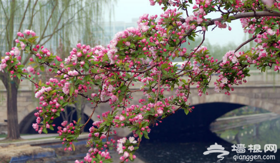 北京开春赏花指南！春暖花开的日子就该来这里[墙根网]