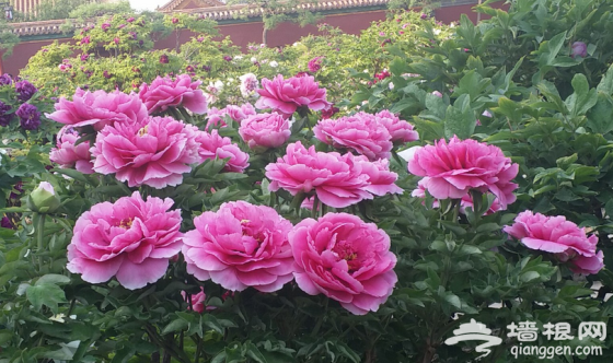 北京开春赏花指南！春暖花开的日子就该来这里[墙根网]