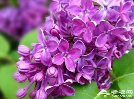 北京开春赏花指南！春暖花开的日子就该来这里[墙根网]