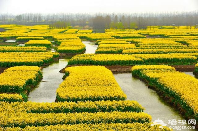这10个地方适合3月踏春旅行[墙根网]