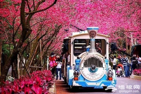 这10个地方适合3月踏春旅行[墙根网]