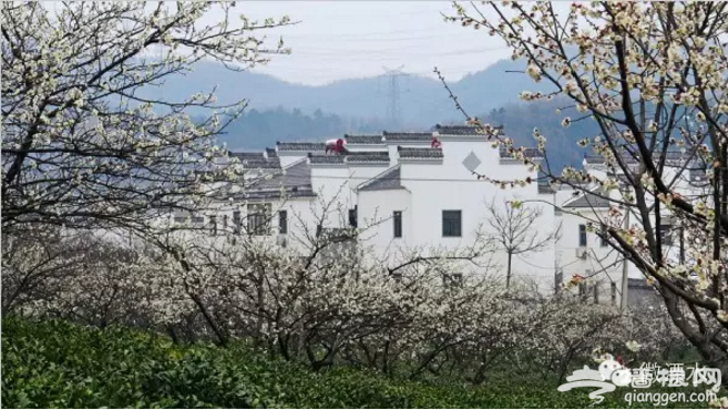 南京溧水梅花节2月27日开幕 能赏梅还能摘草莓