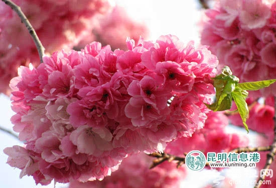 昆明动物园樱花节27日启幕 动物园和大观楼门票价格暂缓上调