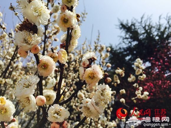 溧水傅家边万亩梅花