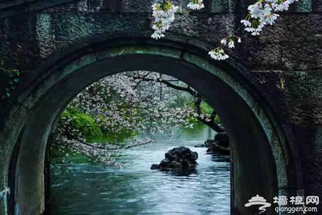 三月赏花 这些地方你一定要去[墙根网]
