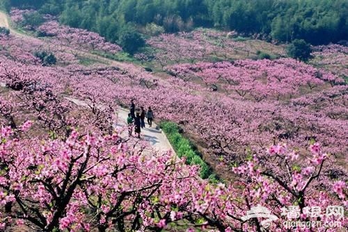 三月赏花 这些地方你一定要去[墙根网]