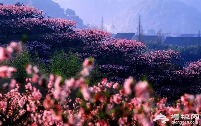 三月赏花 这些地方你一定要去[墙根网]