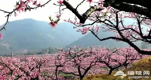 三月赏花 这些地方你一定要去[墙根网]