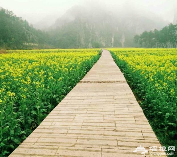 三月赏花 这些地方你一定要去[墙根网]
