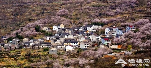 三月赏花 这些地方你一定要去[墙根网]