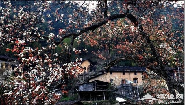 三月赏花 这些地方你一定要去[墙根网]