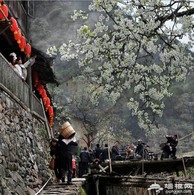 三月赏花 这些地方你一定要去[墙根网]