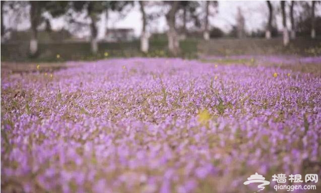 三月赏花 这些地方你一定要去[墙根网]